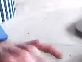 donosus Cam
